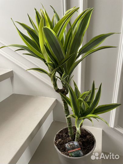 Драцена Лемон Лайм 65 см