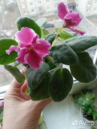 Фиалки стартеры