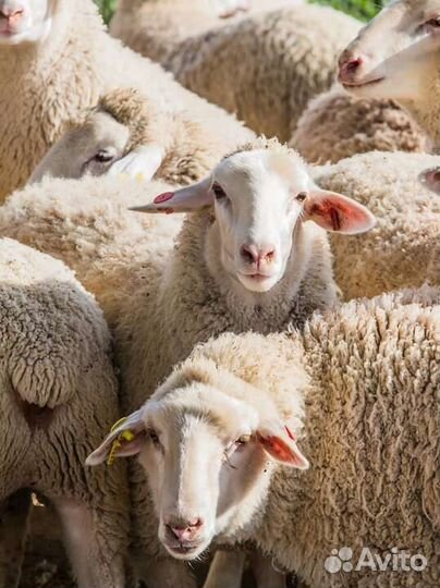Овцы/Бараны