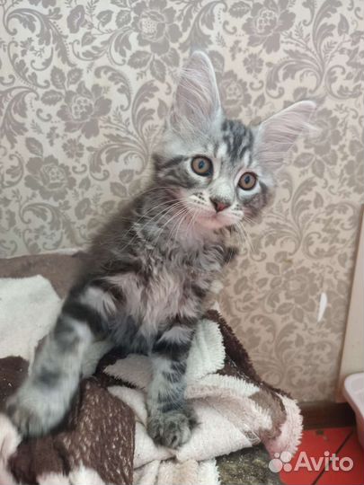 Котята мейн-кун