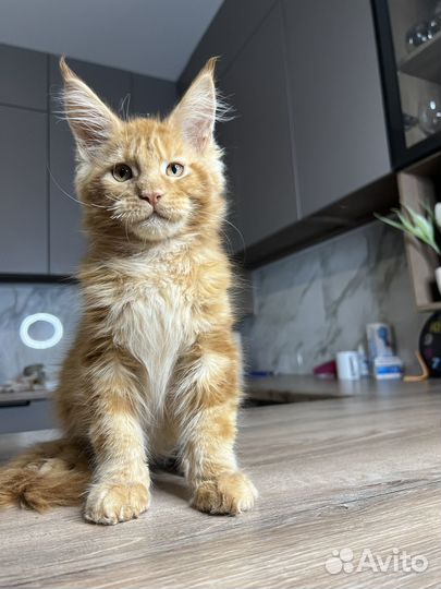 Котята мейн-кун