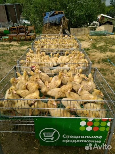 Утята,мулард,молодая курица живая птица