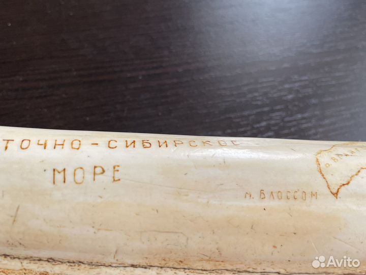 Имитация сувенир клык моржа