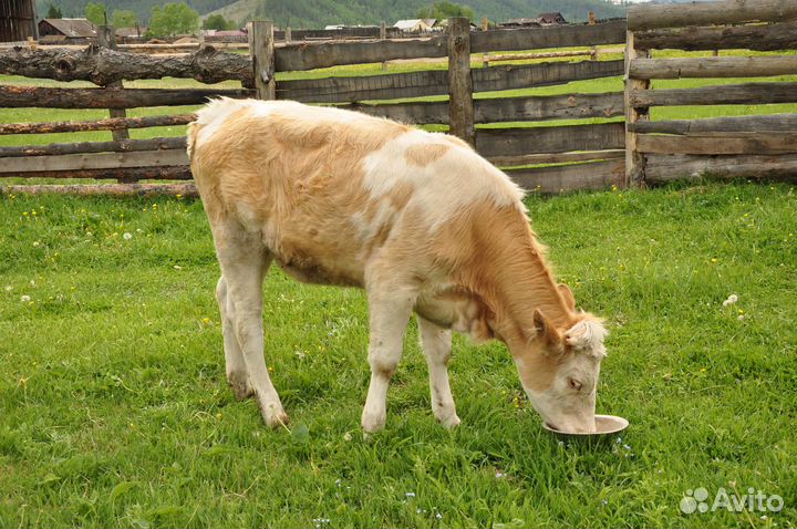 Корова и телка