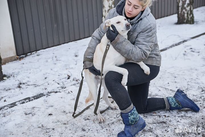 В добрые руки хорошая собака Милка