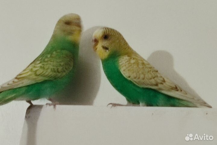Продам двух попугайчиков