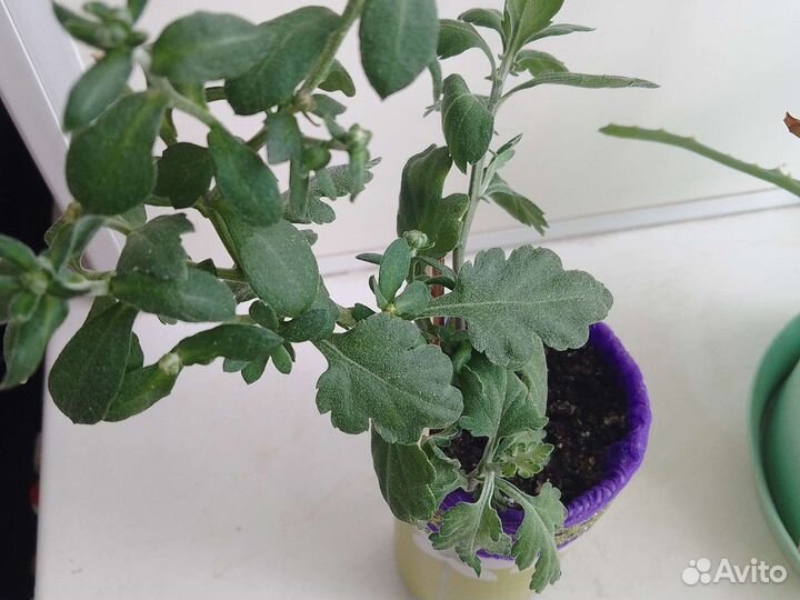 Хризантема кустовая декоративная для дома и сада