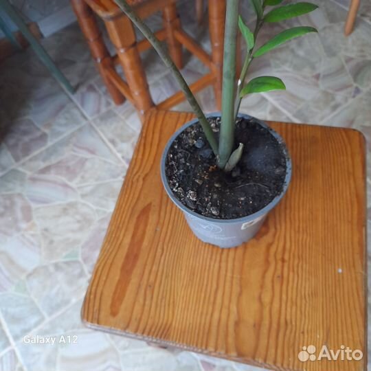 Хойя тсанги,замиокулькас,пеларгония,кофе и тд