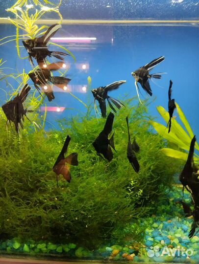 Растения, рыбки