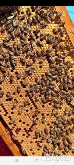 Пчелопакеты карника и карпатка