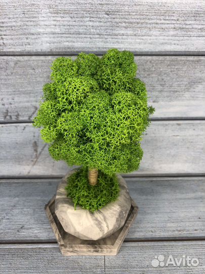 Дерево из стабилизированного мха