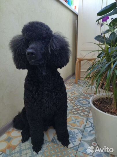 Королевский большой пудель приглашает на вязку