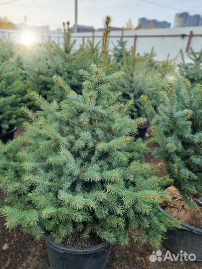 Саженцы ель голубая Глаука