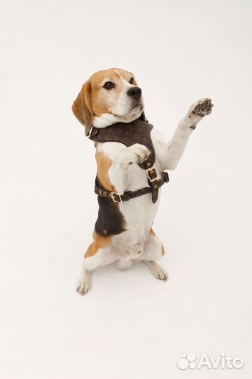 Шлейка кожаная Louis Vuitton для собак