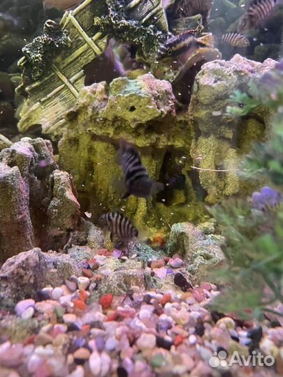 Цихлазома чернополосая