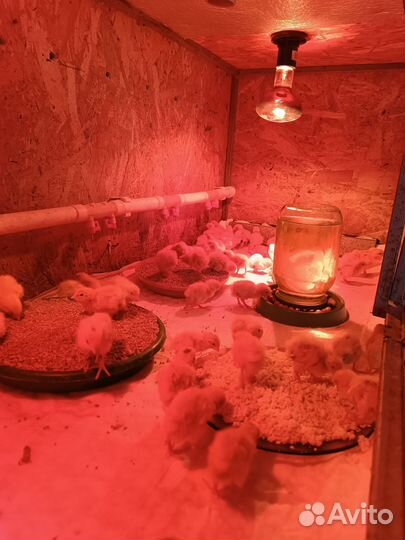 Птенцы Техасских перепелов (утяжеленные)