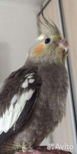 Попугай корелла девочка