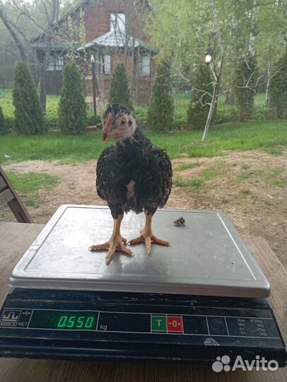 Куры Корниш инкубационное яйцо