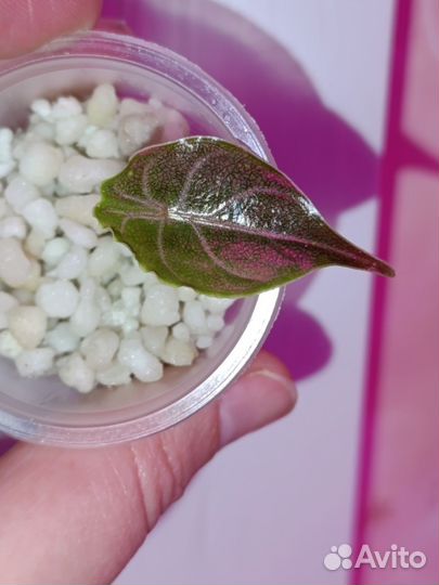 Алоказия Азлани детка