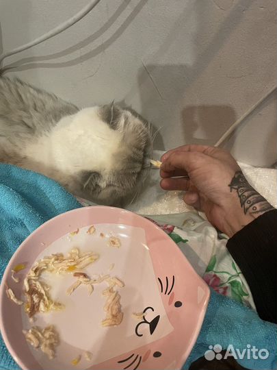 Приручаю любых животных за 1 выезд/ дресерую собак