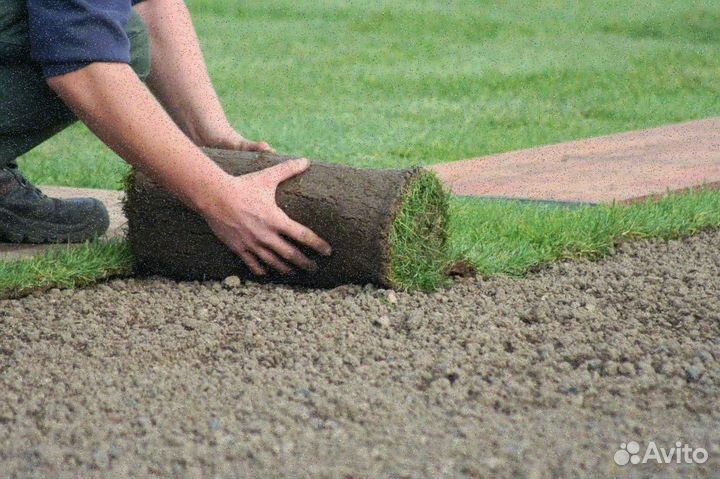 Укладка газона стандарт