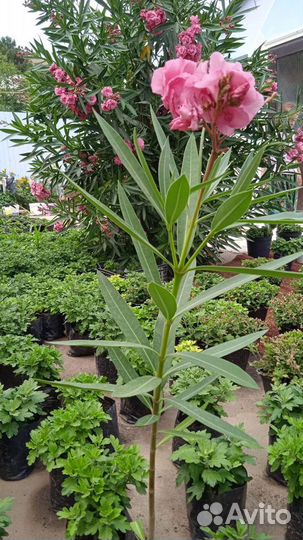 Олеандр махровый