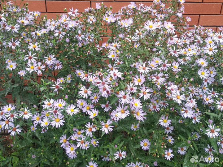 Сентябрины