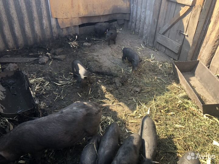 Вьетнамск вислобрюхий поросенок