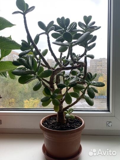 Комнатные растения