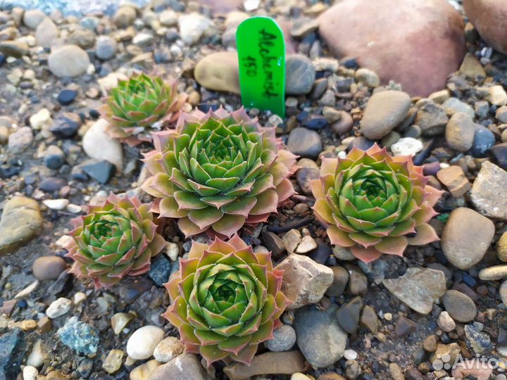 Молодило каменная роза