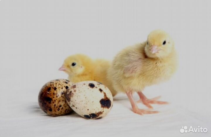 Инкубационное яйцо перепелов