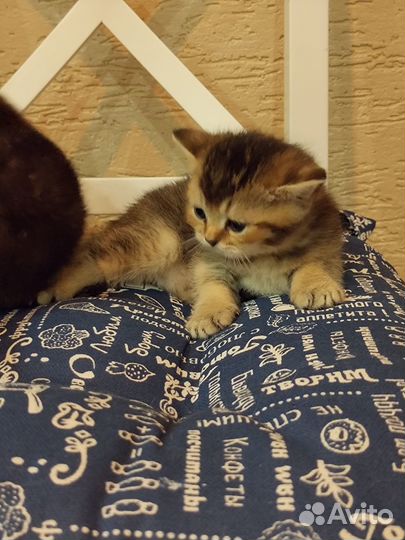 Британские котята золотая шиншилла