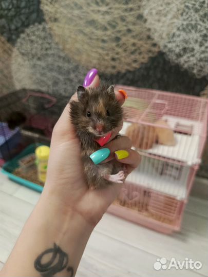 Сирийский хомяк бесплатно