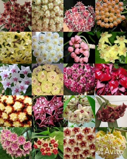 Хойя укоренённая и срезы(обновление 03.08.23)