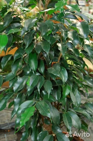 Фикус Бенджамина Danielle