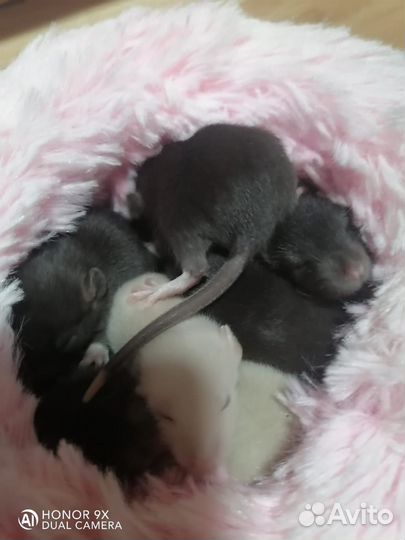 Крыса домашняя