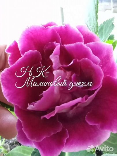 Глоксинии, детки,семена