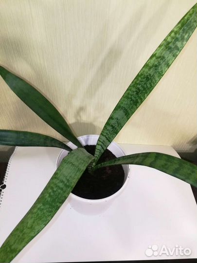 Комнатные цветы Сансевиерия