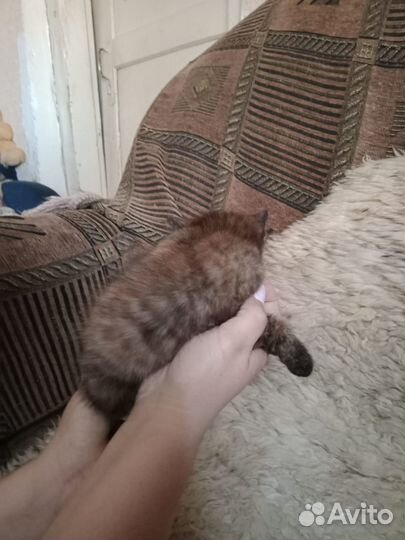 Котята в добрые руки бесплатно