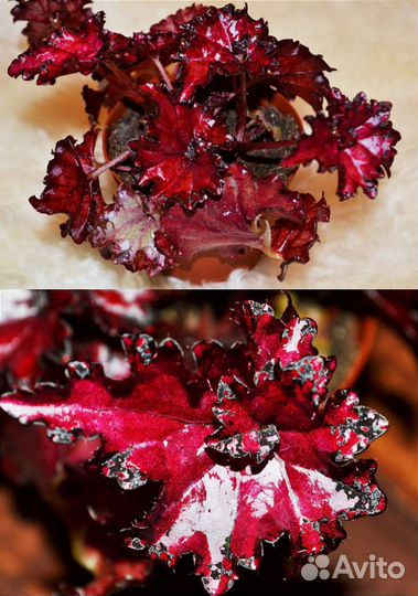 Бегония. Бегония королевская Dollar Down