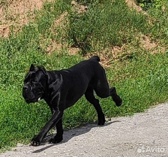 Кане Корсо вязка