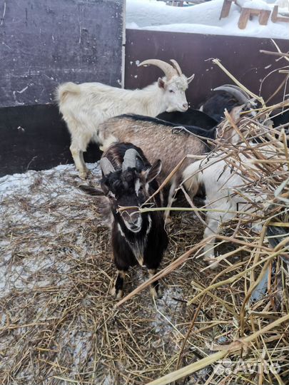 Козел зааненский на вязку