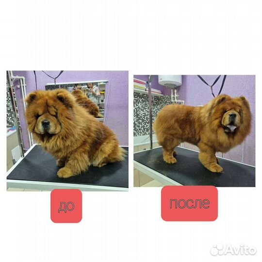 Грумер собак, кошек, выезды на дом