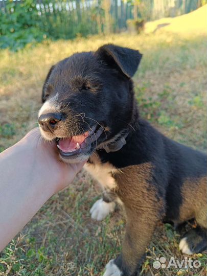 Щенок мальчик