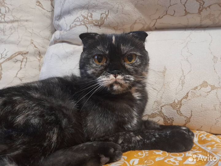 Британская кошка в дар