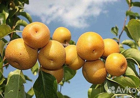 Саженцы груши