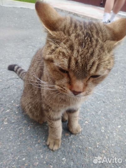 Европейская