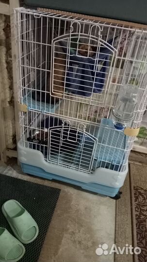 Хорек с клеткой