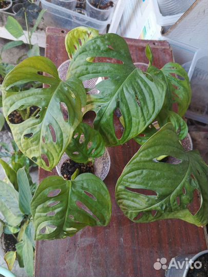 Комнатные цветы