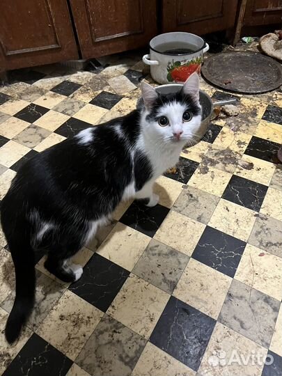 Кошки, коты, котята мальчик девочка мышеловка